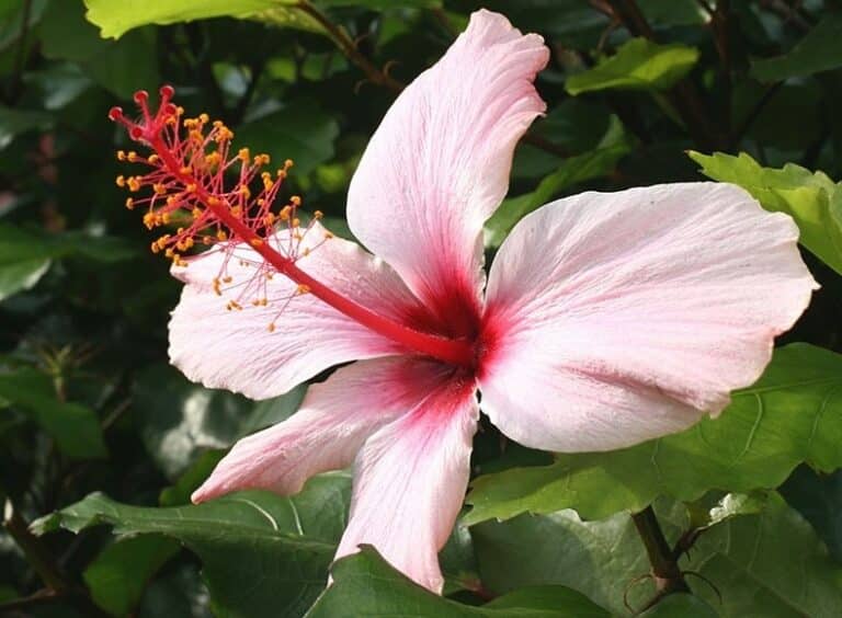 hibiscus rose fleur de chine ouverte