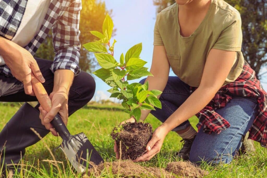 plantation d'un arbre extérieur couple pot arbuste pelle creuse un trou jardin nature